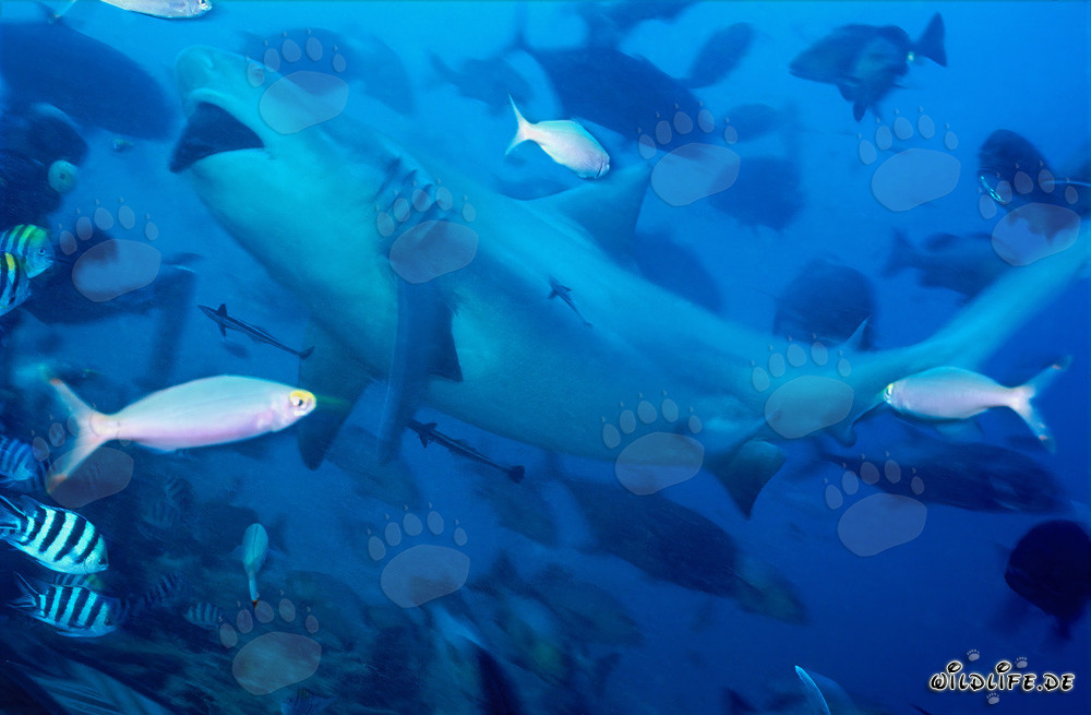 Impressive Bull Shark amidst a fish concentration