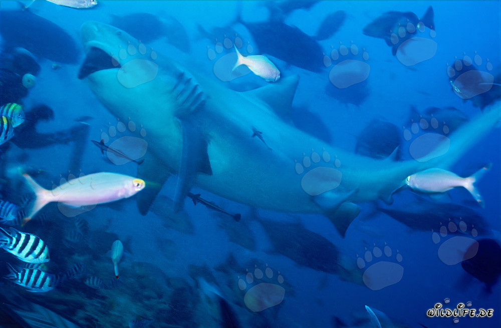 Requin taureau imposant au milieu d'une concentration de poissons