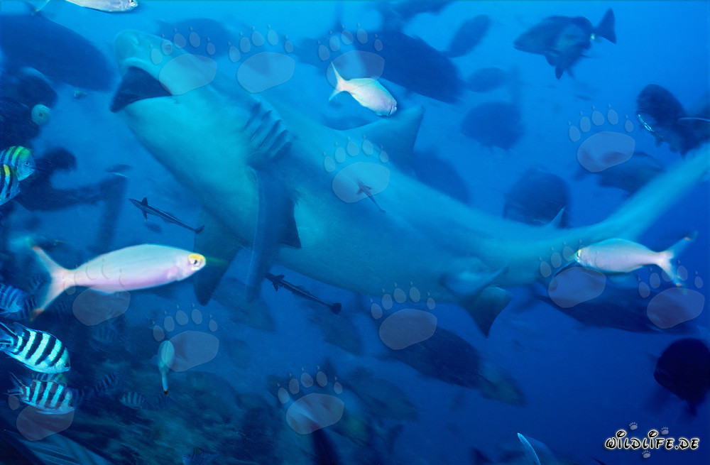 Impresionante tiburón toro en medio de una concentración de peces