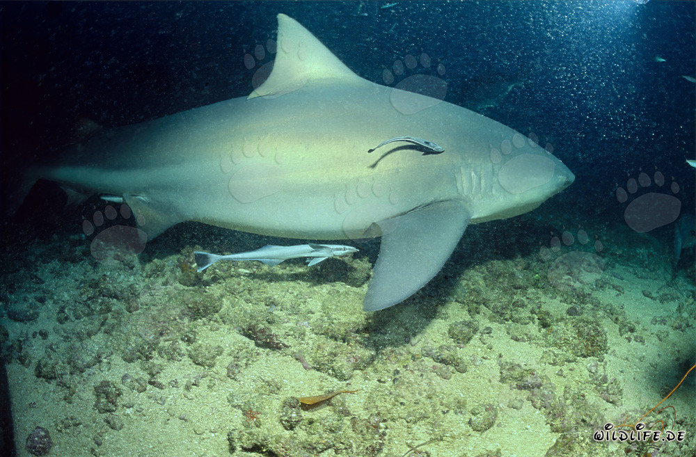 Fascinating Bull Shark with two Remoras in the waters of Fiji