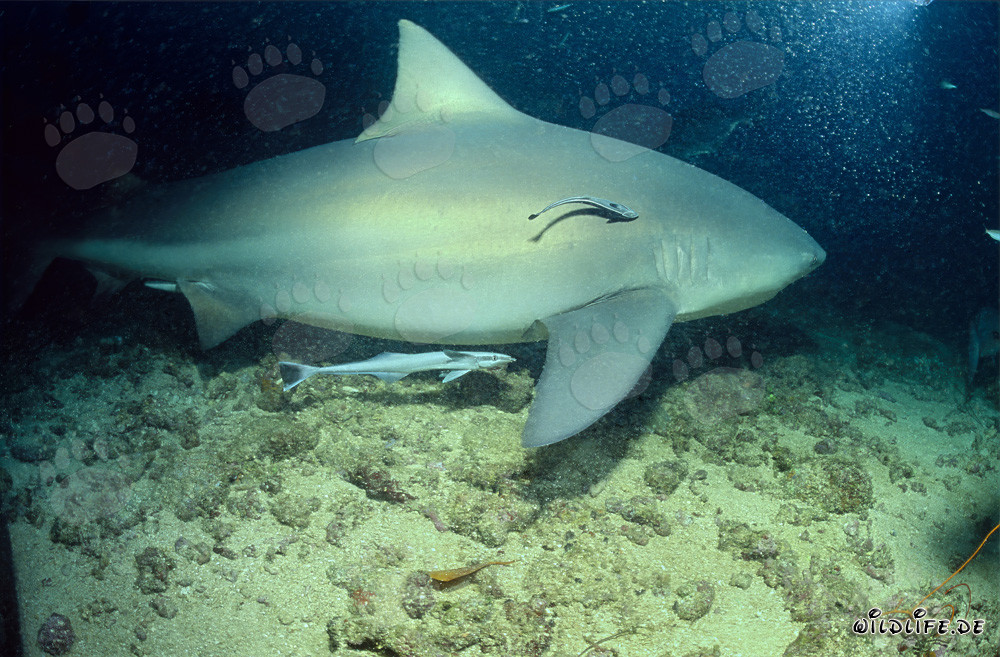 Faszinierender Bullenhai mit zwei Saugfischen in den Gewässern von Fiji