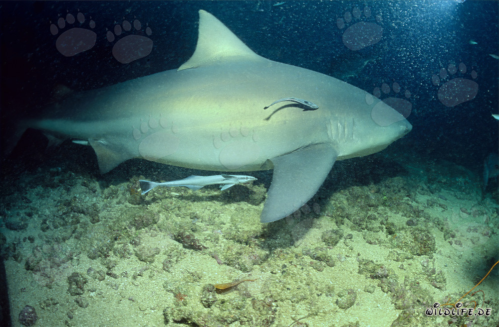 Affascinante squalo toro con due pesci pulitori nelle acque delle Figi