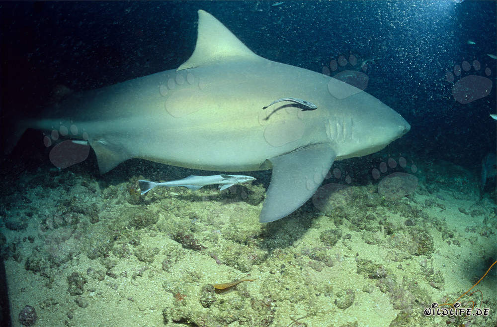 Fascinante tiburón toro con dos peces limpiadores en las aguas de Fiji