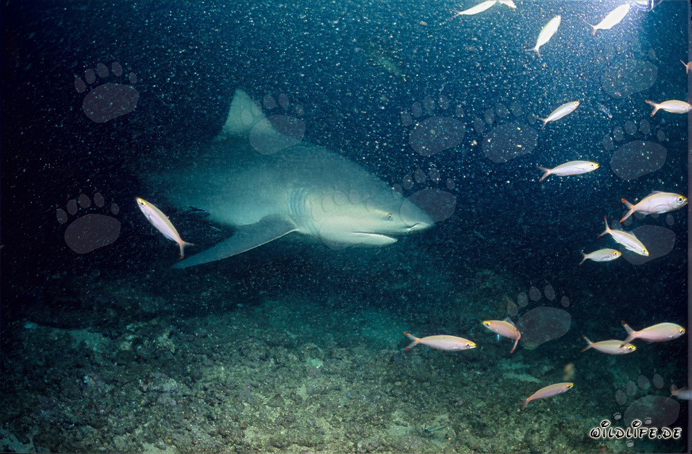 Bull Shark on the Shark Reef - Majestic Sea Creature in Fiji