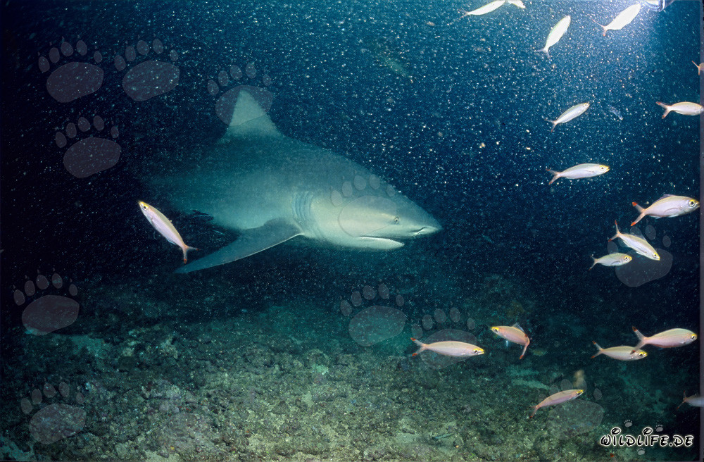 Bullenhai am Shark Reef - Majestätischer Meeresbewohner in Fiji