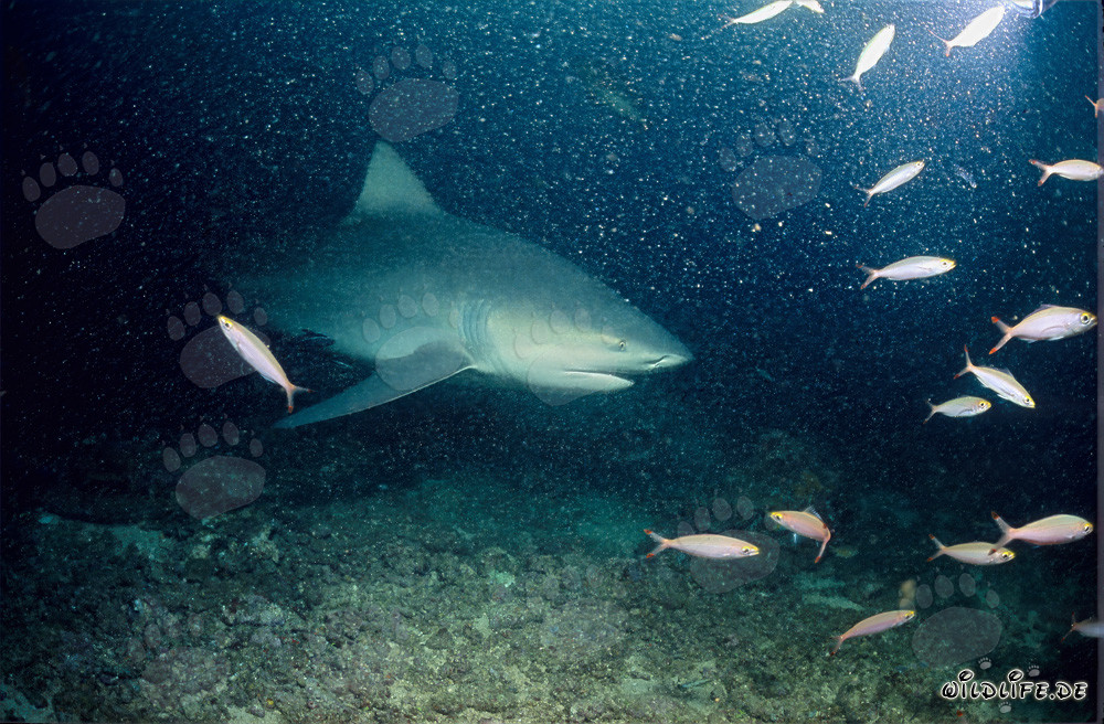 Requin-bouledogue au Shark Reef - Majestueux habitant des mers à Fiji