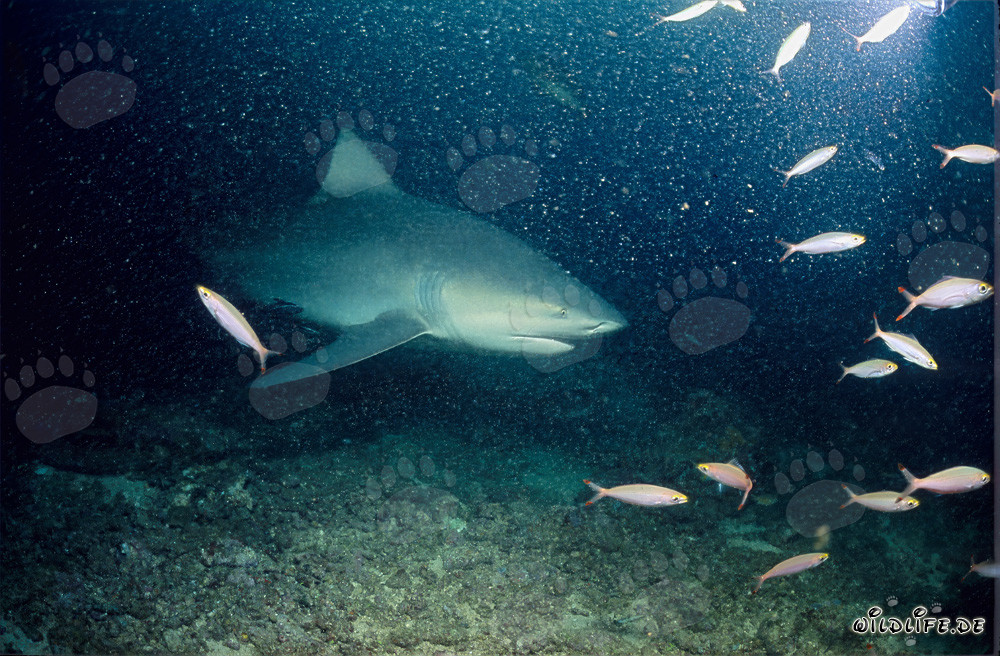 Tiburón toro en Shark Reef - Majestuoso habitante marino en Fiji