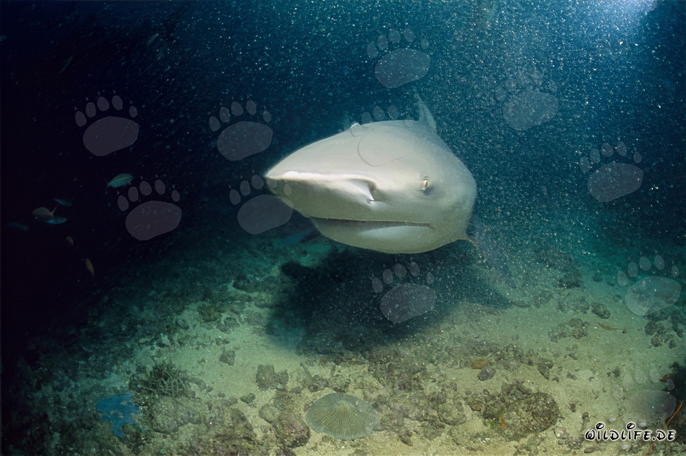 Impressive Bull Shark at Shark Reef in Beqa Lagoon, Fiji