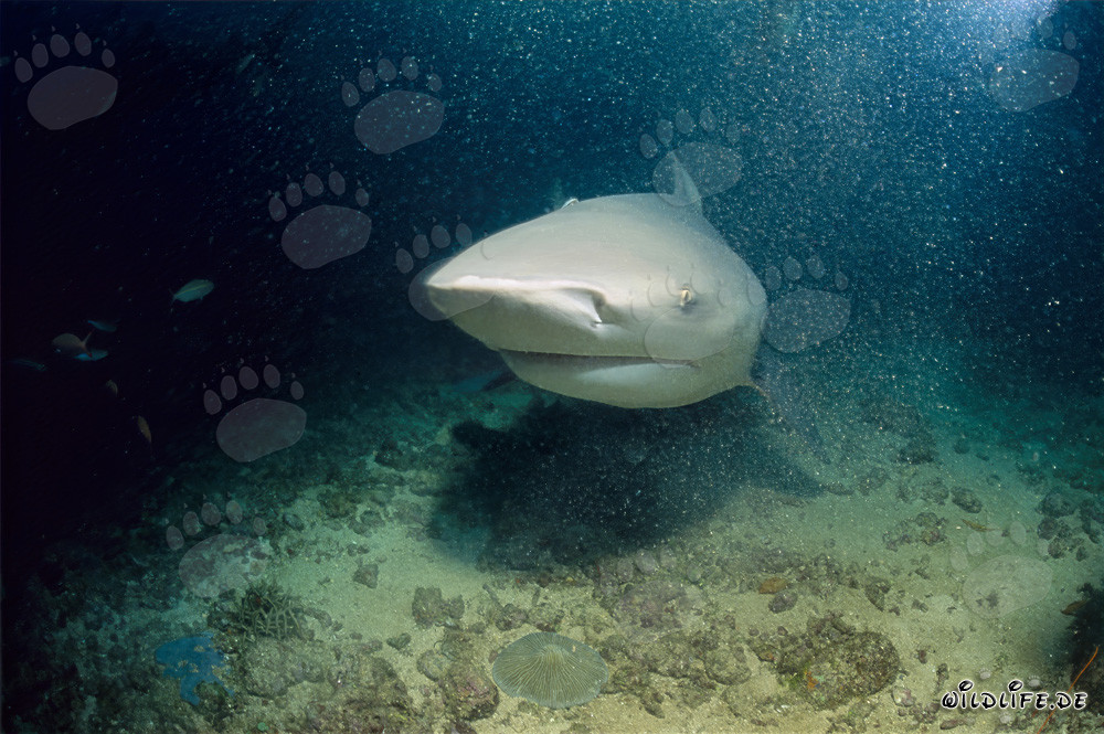 Imposanter Bullenhai bei Shark Reef in der Beqa Lagune auf Fidschi