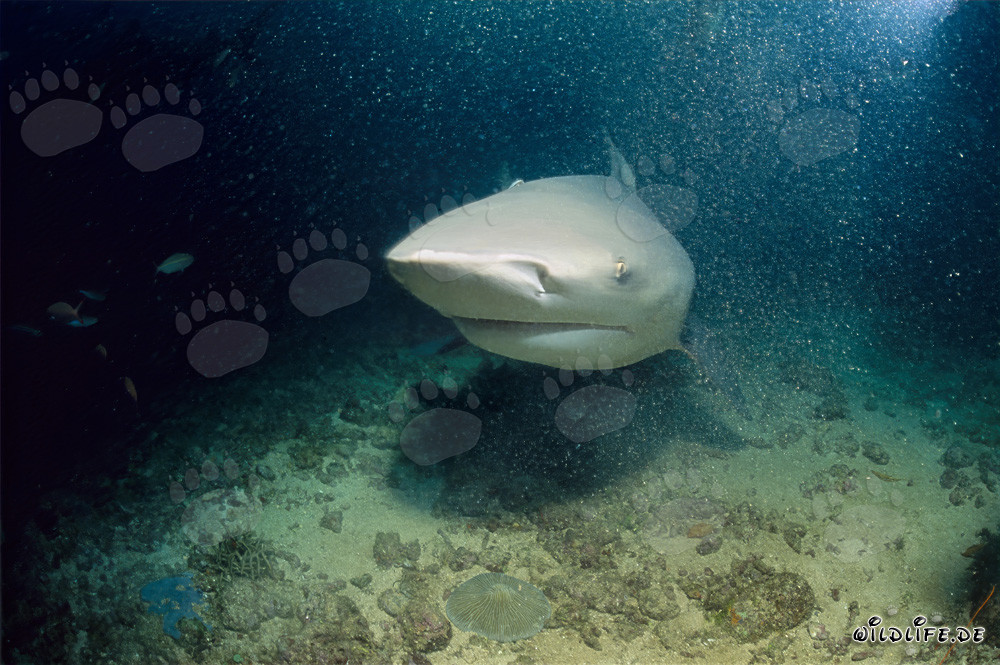 Impressionnant requin taureau à Shark Reef dans le lagon de Beqa aux Fidji