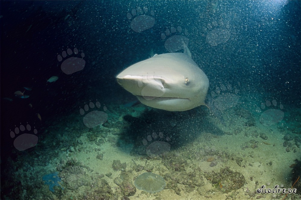 Imponente squalo toro a Shark Reef nella laguna di Beqa alle Figi