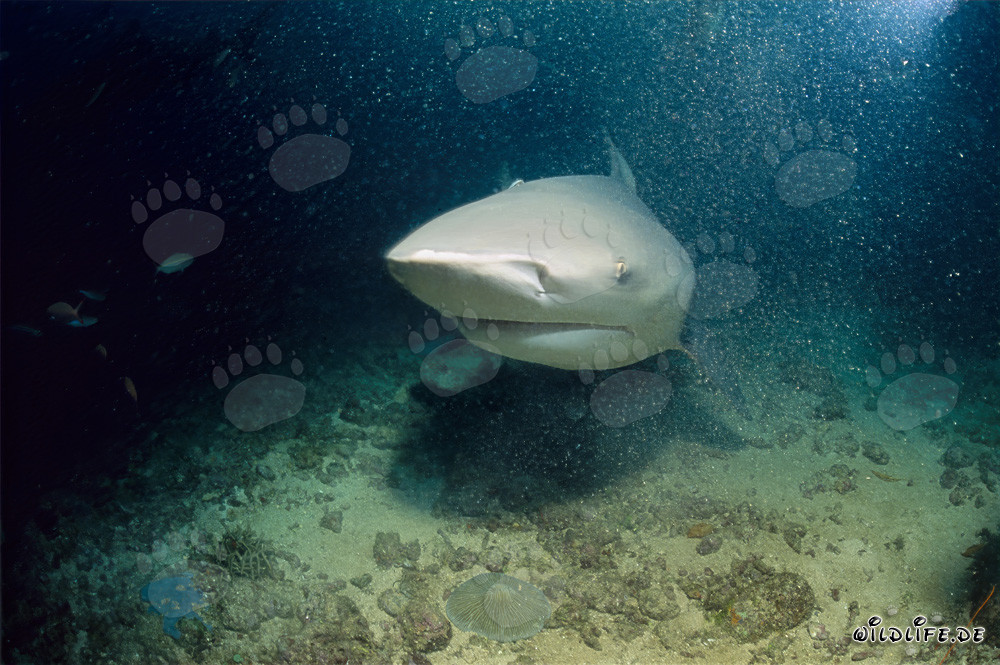 Impresionante tiburón toro en Shark Reef en la laguna de Beqa en Fiji