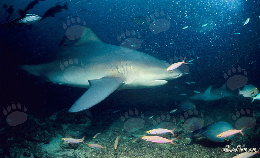 Majestic bull shark patrolling on the reef