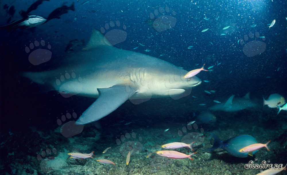 Requin taureau majestueux patrouille sur le récif
