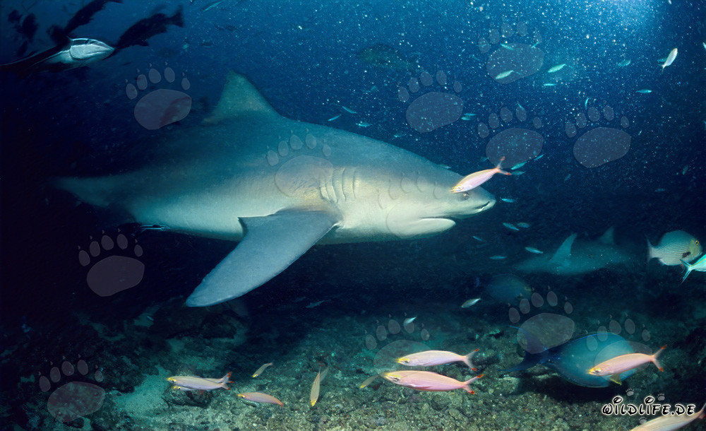 Maestoso squalo toro pattuglia sulla barriera corallina