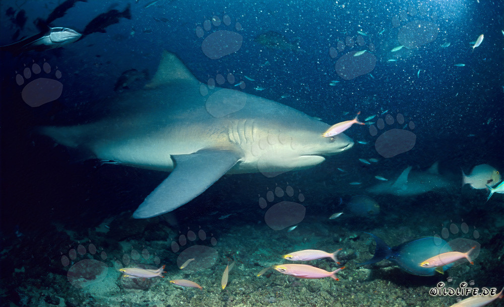 Tiburón toro majestuoso patrulla en el arrecife