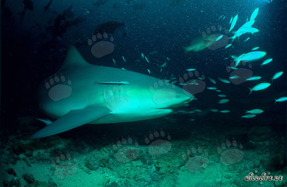 Fascinating bull shark elegantly swims along the coral reef