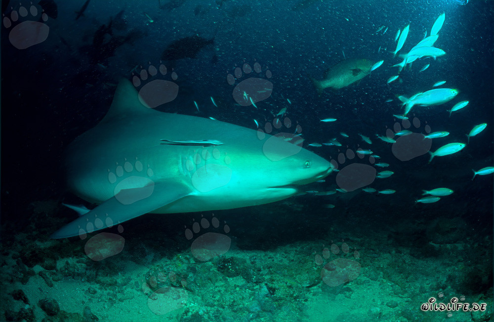 Faszinierender Bullenhai schwimmt elegant entlang des Korallenriffs