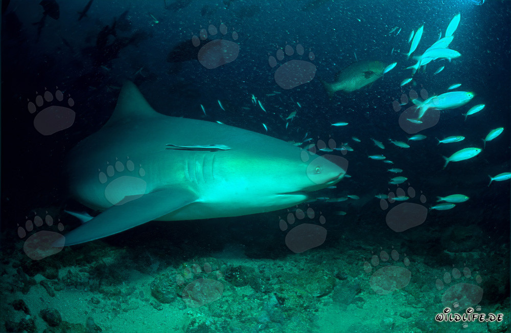 Requin taureau fascinant nage élégamment le long du récif corallien