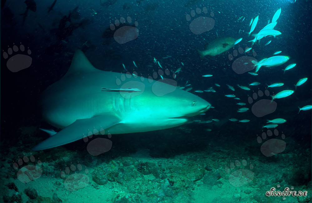 Affascinante squalo toro nuota elegantemente lungo la barriera corallina