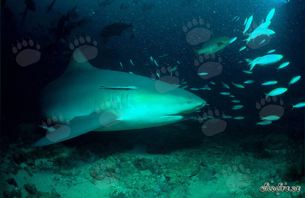 Fascinante tiburón toro nada elegantemente a lo largo del arrecife de coral