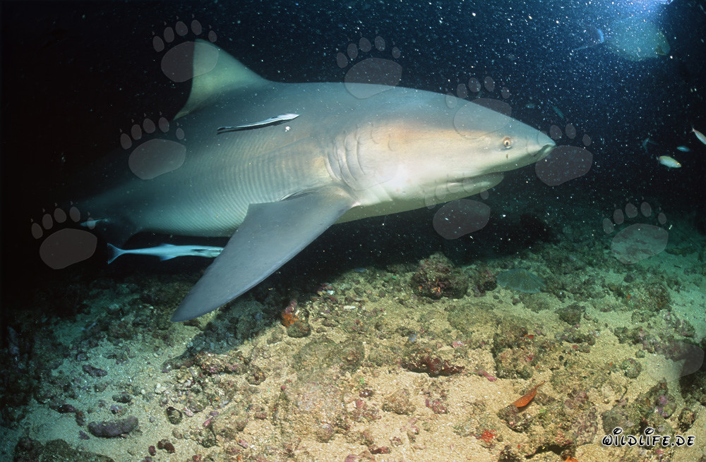 Squalo toro maestoso con scorte di remora