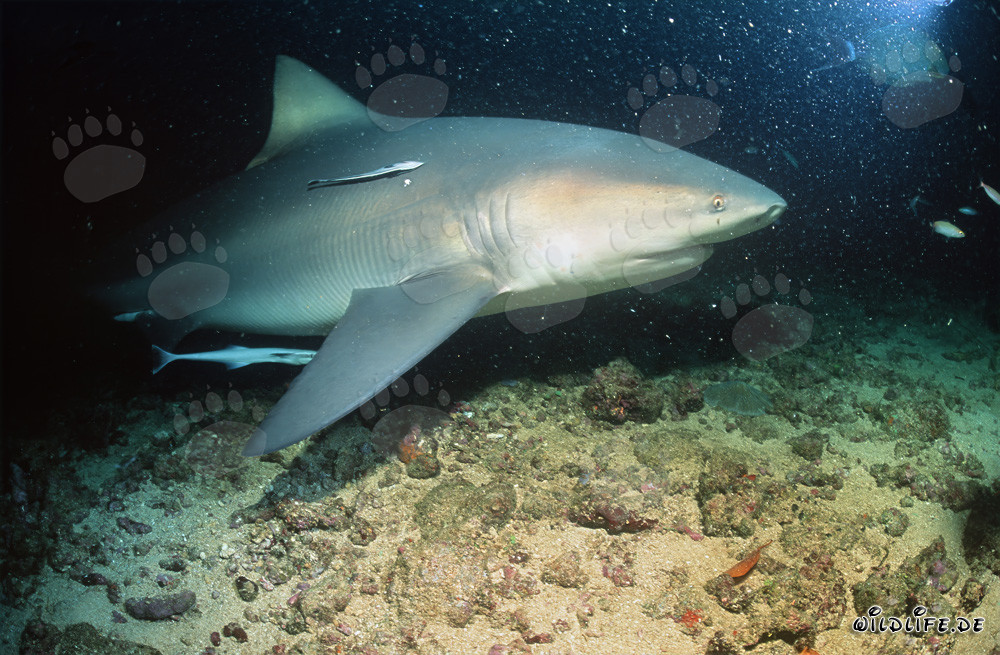 Majestic Bull Shark accompanied by Remoras