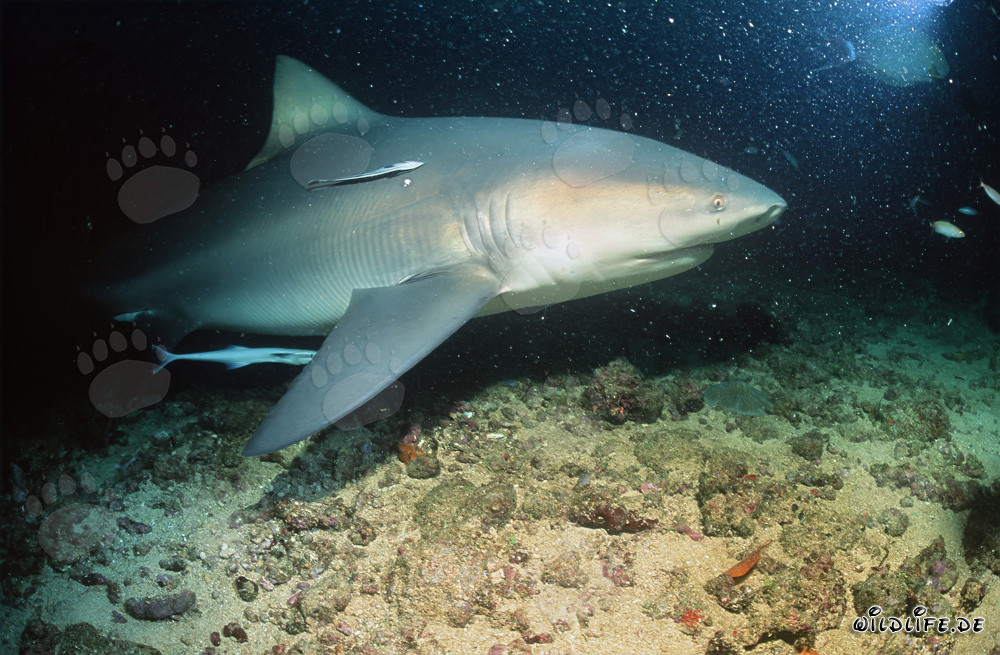 Requin taureau majestueux avec des remoras compagnons