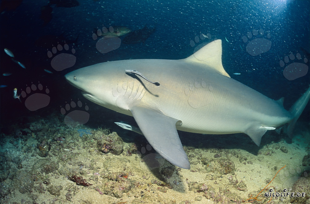 Majestic Bull Shark with Remoras above Rocky Seabed