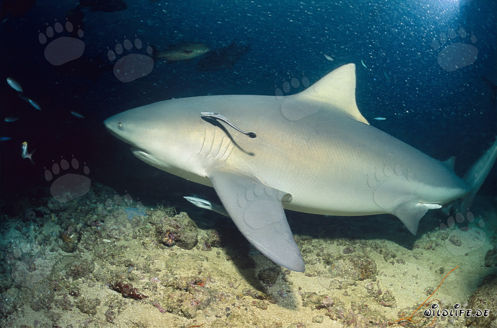 Requin taureau majestueux avec poissons accompagnateurs sur un fond marin rocheux