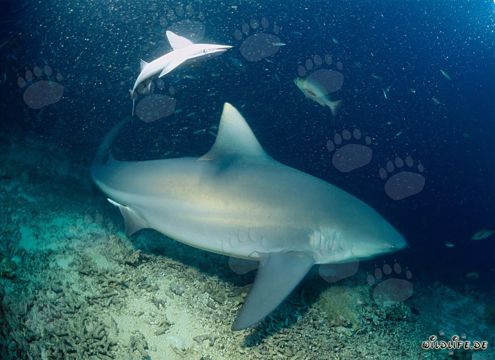 Fascinating Bull Shark at Shark Reef off the coast of Fiji