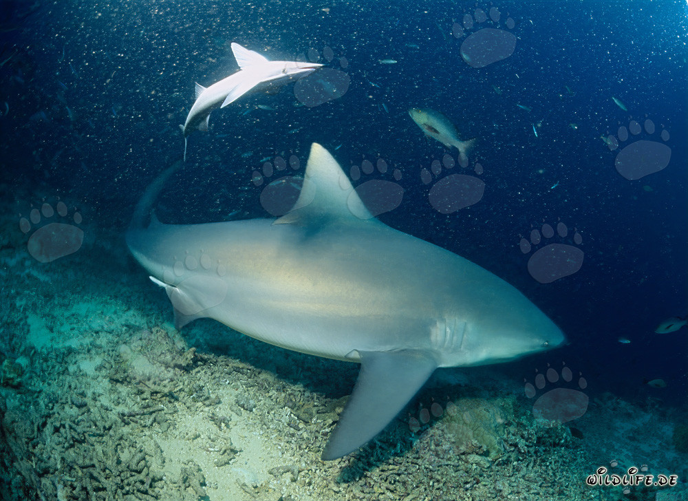Requin taureau fascinant au Shark Reef au large des côtes de Fidji
