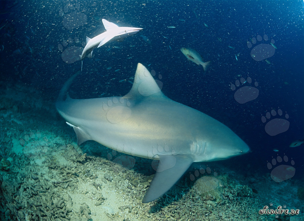 Affascinante squalo toro allo Shark Reef al largo delle coste di Fiji