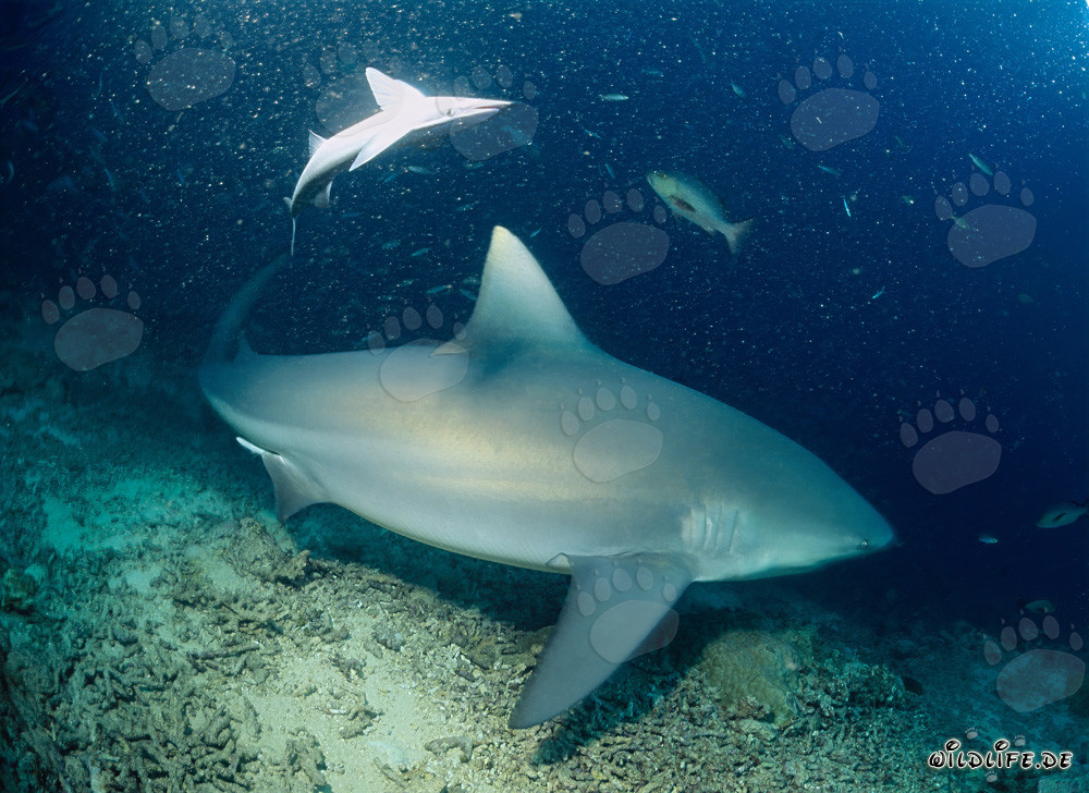 Fascinante tiburón toro en el Shark Reef frente a la costa de Fiji