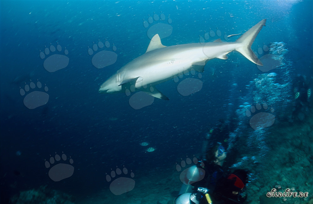 Grauer Riffhai schwimmt majestätisch vom Shark Reef in die Tiefen des offenen Ozeans