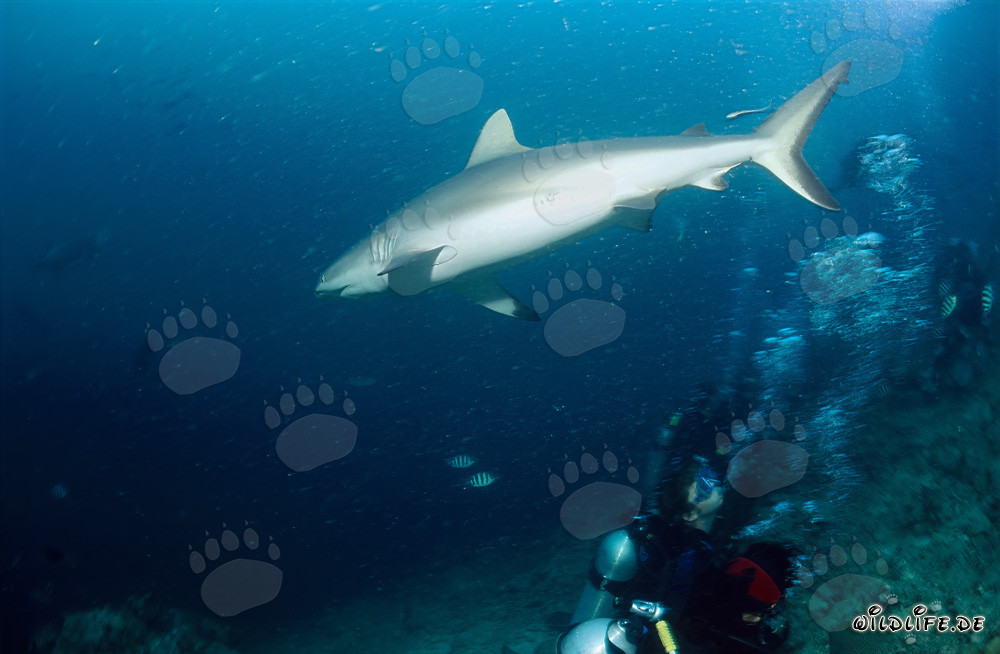 Gray reef shark (Carcharhinus amblyrhynchos) gracefully swimming from Shark Reef into the depths of the open ocean