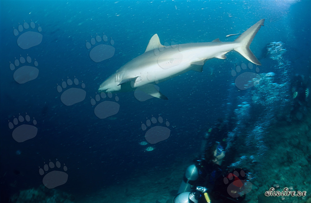Requin gris nage majestueusement du récif de requins dans les profondeurs de l'océan ouvert