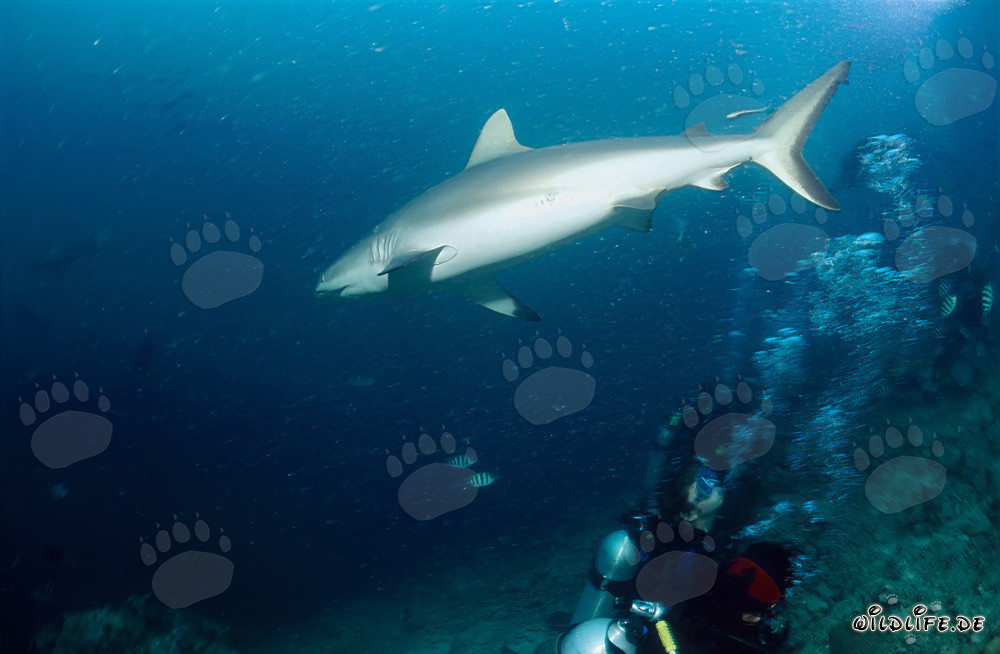 Tiburón gris nada majestuosamente desde el arrecife de tiburones hacia las profundidades del océano abierto