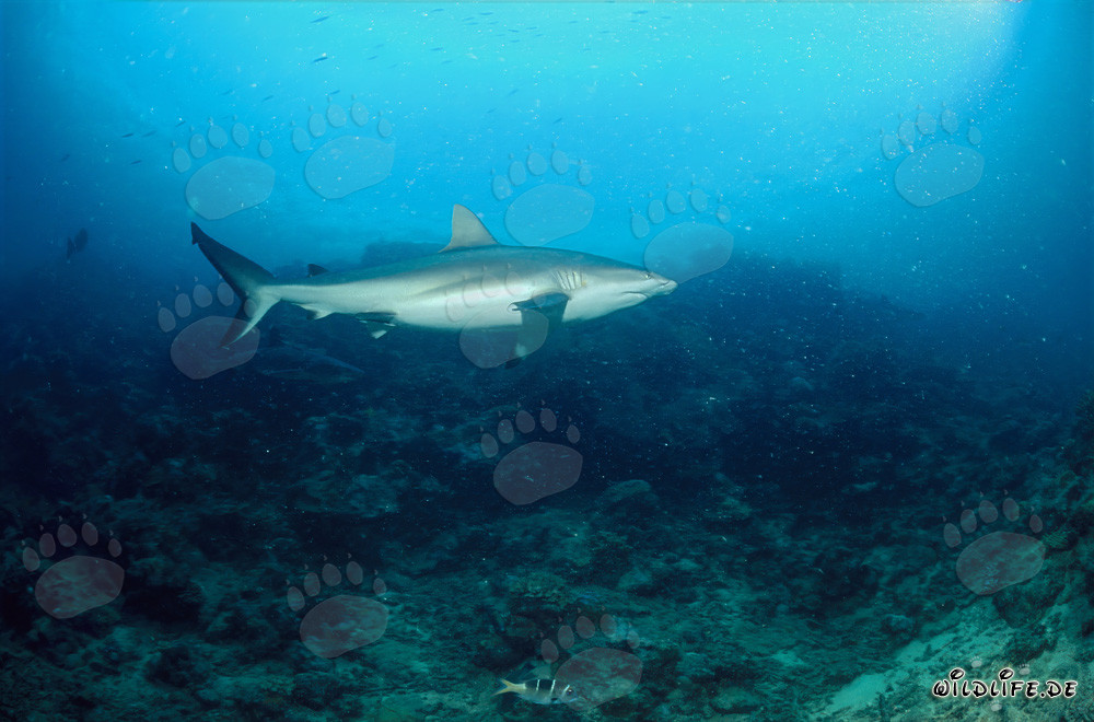 Grauer Riffhai erkundet das Shark Reef