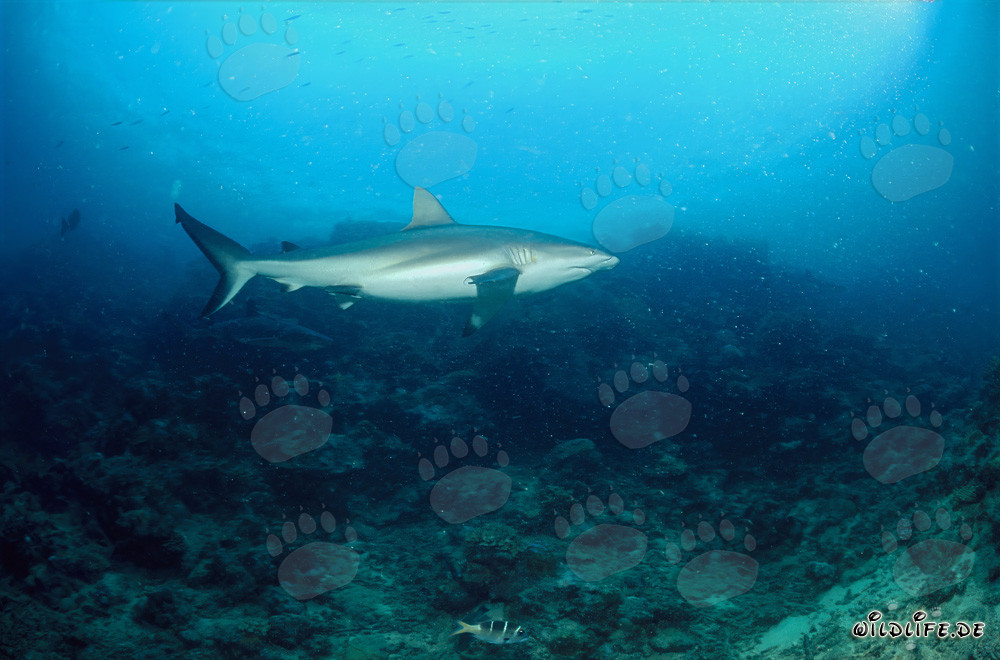 Gray reef shark (Carcharhinus amblyrhynchos)