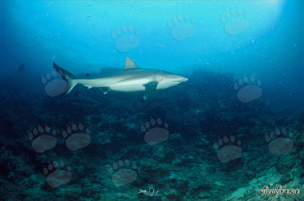 Requin de récif gris explorant le récif de requins