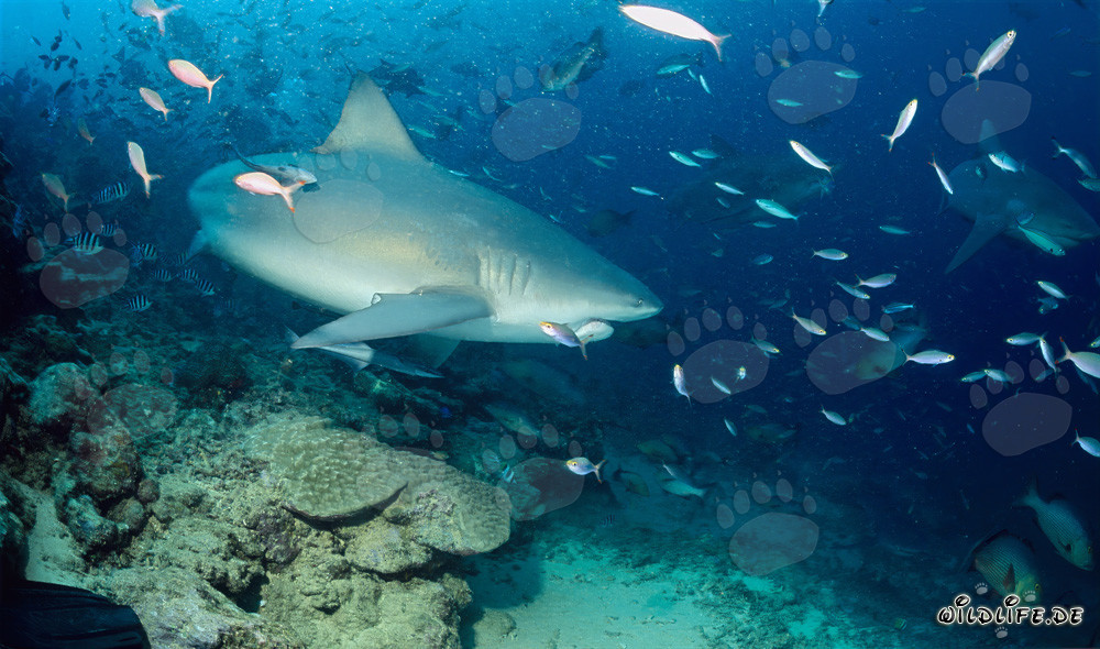 Fascinating Bull Shark at the Reef Edge
