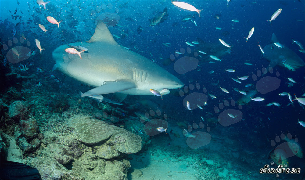 Fascinante squalo toro sul bordo della barriera corallina