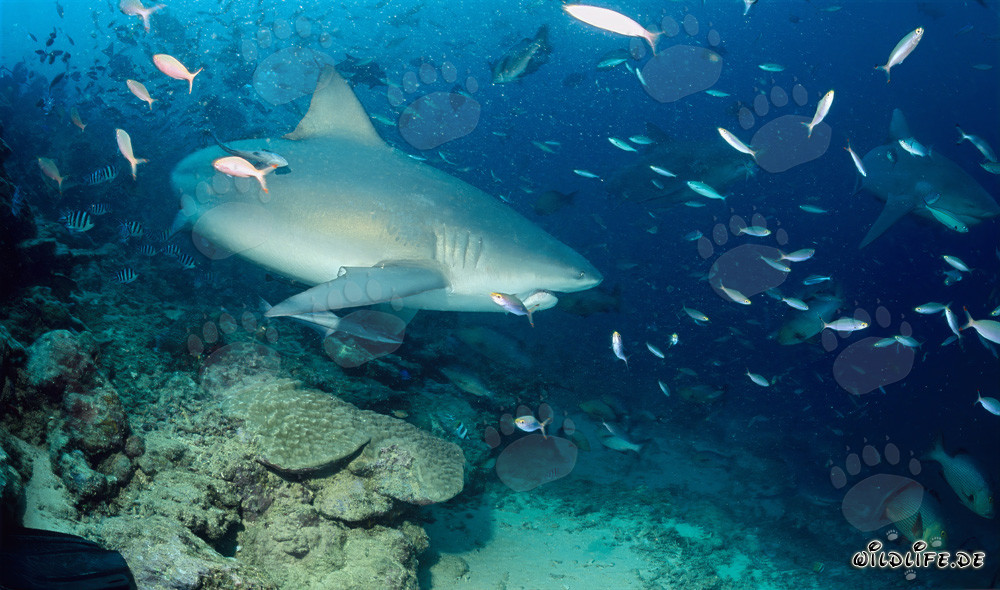 Tiburón toro fascinante en el borde del arrecife