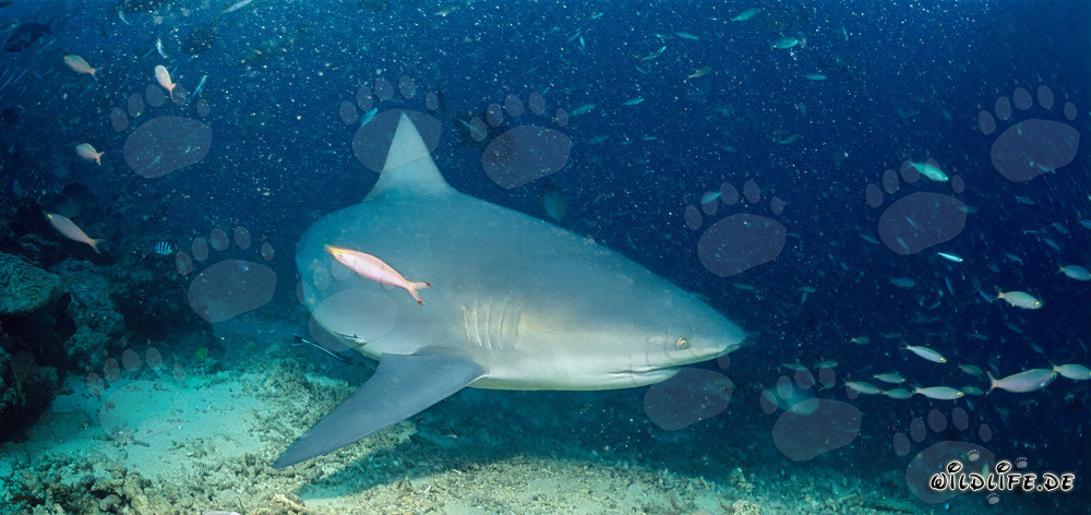 Majestic bull shark swimming close above the sea floor