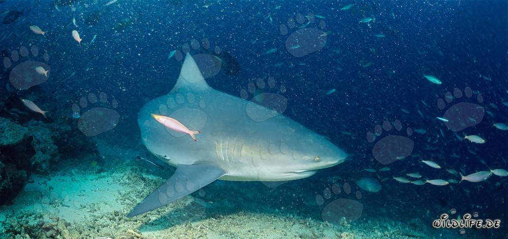 Requin taureau majestueux nage juste au-dessus du fond marin