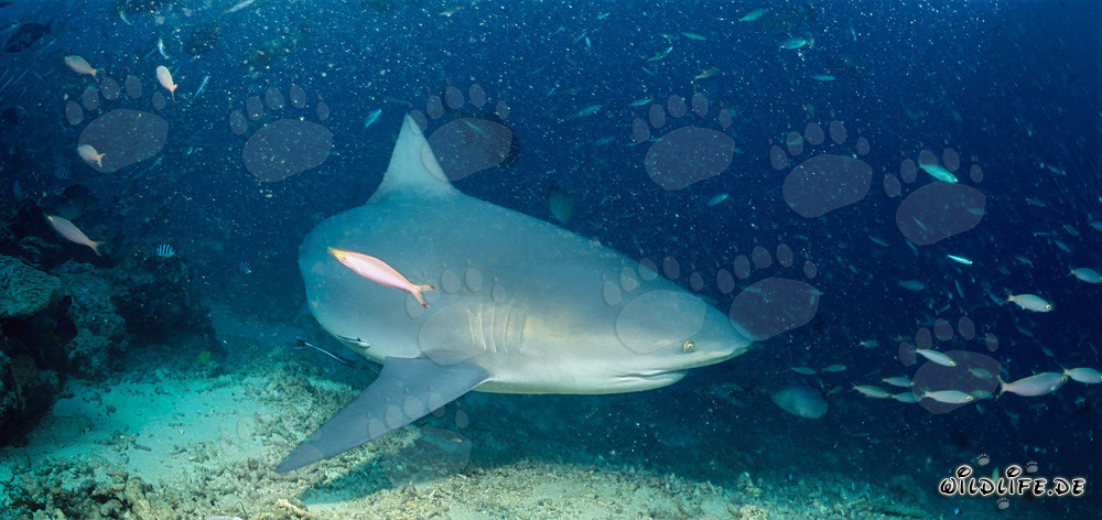 Majestico squalo toro nuota appena sopra il fondale marino