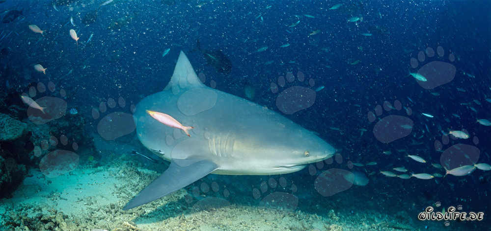 Tiburón toro majestuoso nada justo encima del fondo marino