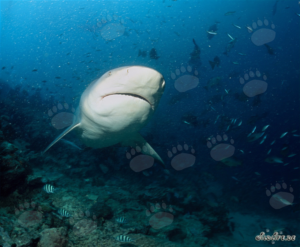 Imponente squalo toro davanti a un impressionante reef