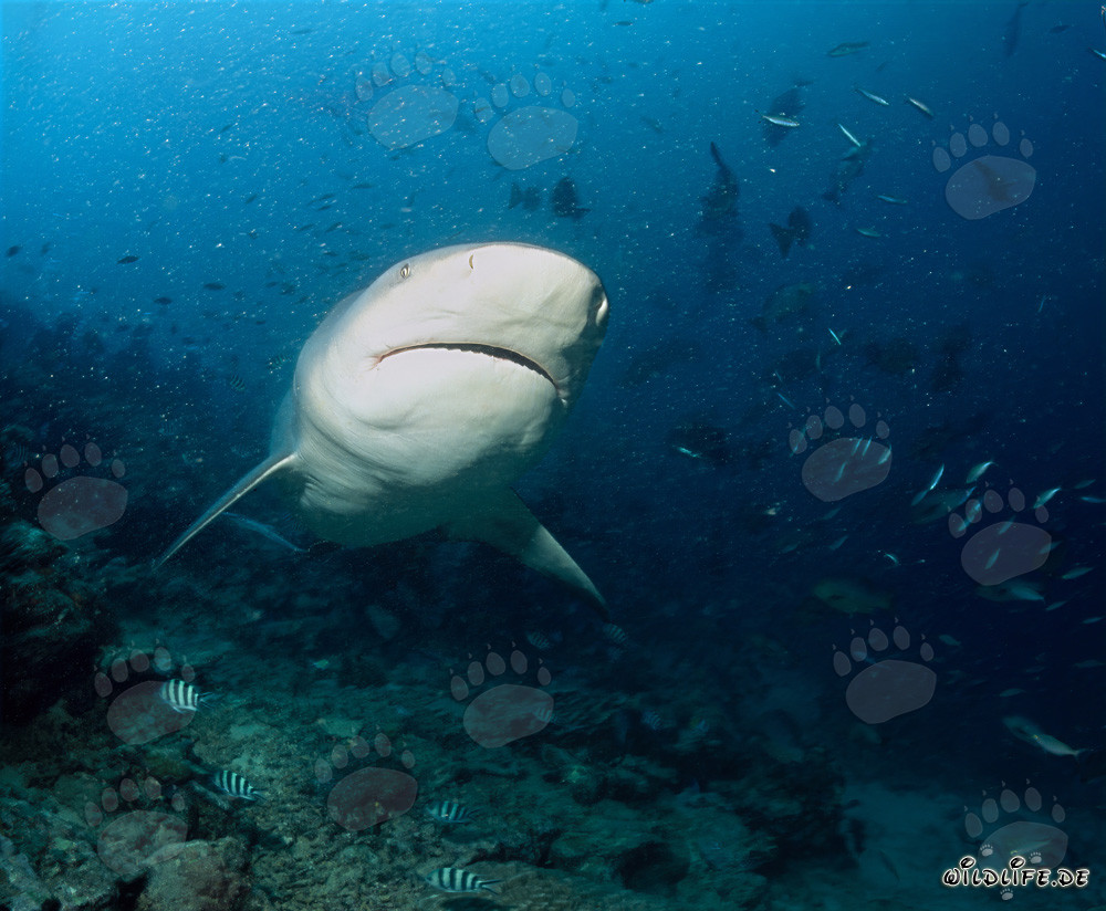 Impresionante tiburón toro frente a un arrecife impresionante